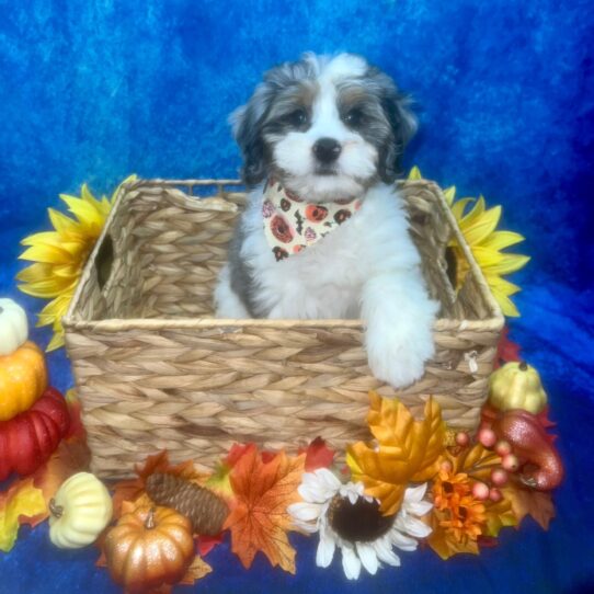 Miniature Bernedoodle 2nd Gen-DOG-Male-Blue Merle-6504-Petland Pensacola, Florida