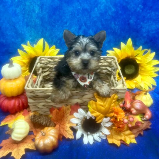 Silky Terrier DOG Female Blue/Tan 6468 Petland Pensacola, Florida