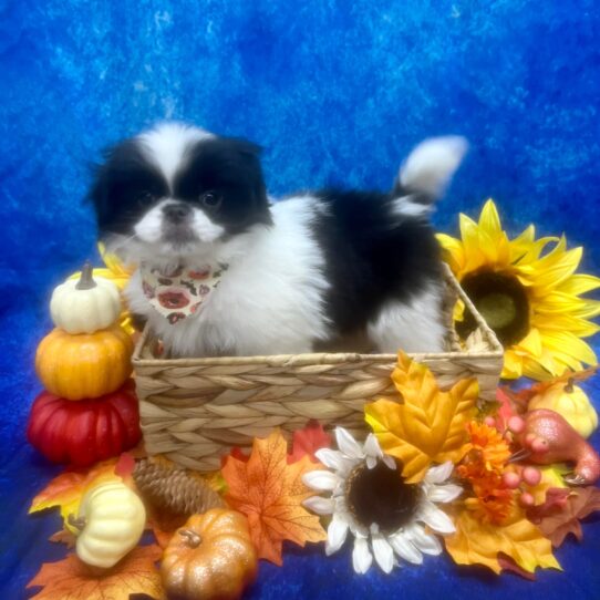 Japanese Chin DOG Female Black/White 6467 Petland Pensacola, Florida