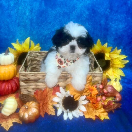 Shih Tzu DOG Male White / Black Brindle 6461 Petland Pensacola, Florida