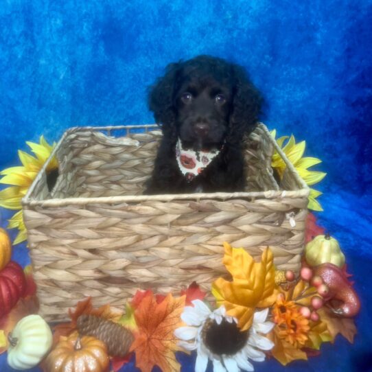 Cockapoo DOG Male Chocolate 6458 Petland Pensacola, Florida