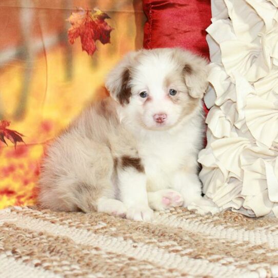 Mini Aussiedoodle-DOG-Male-Chocolate Merle-6522-Petland Pensacola, Florida