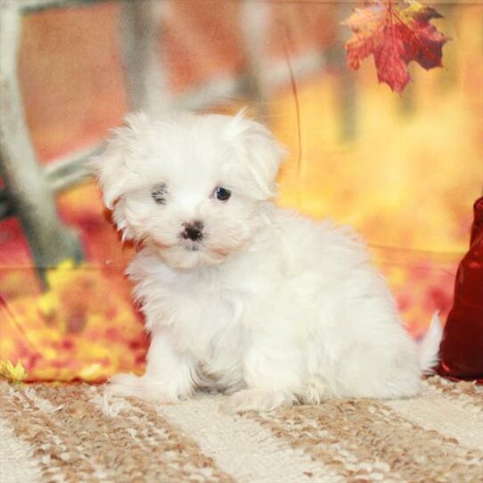 Maltese DOG Male White 6524 Petland Pensacola, Florida