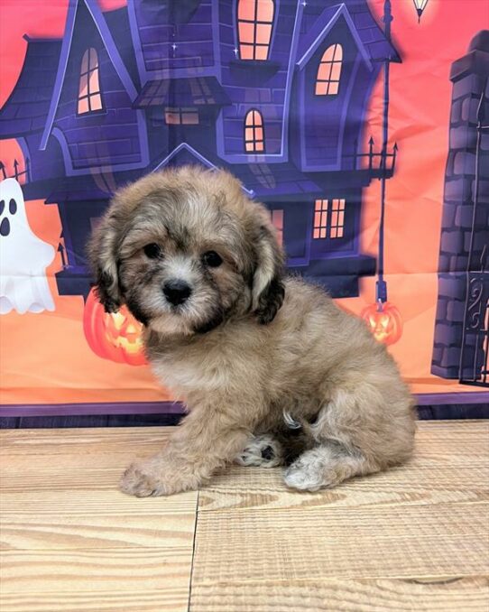 Teddy Bear-DOG-Male-Gold-6529-Petland Pensacola, Florida