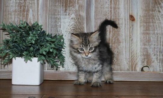 Siberian Cat-KITTEN-Male-Black-6531-Petland Pensacola, Florida