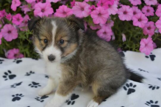 Shetland Sheepdog-DOG-Male-Sable / White-6533-Petland Pensacola, Florida