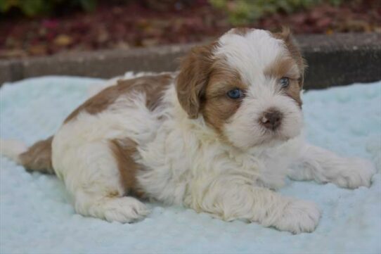 Shipoo-DOG-Male-Chocolate / White-6536-Petland Pensacola, Florida