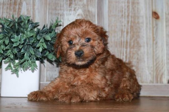 Whoodle-DOG-Male-Wheaten-6537-Petland Pensacola, Florida