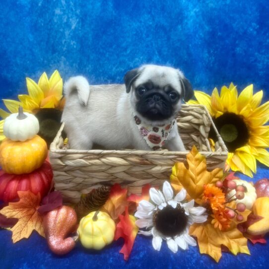 Pug DOG Male Fawn 6550 Petland Pensacola, Florida