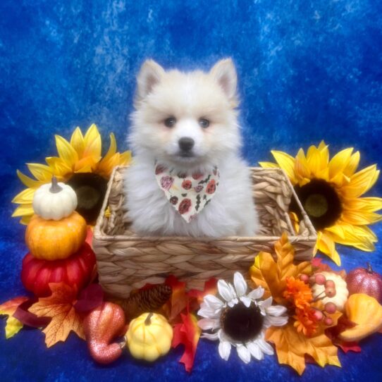 Pomsky 2nd Gen-DOG-Male-Tan / White-6538-Petland Pensacola, Florida