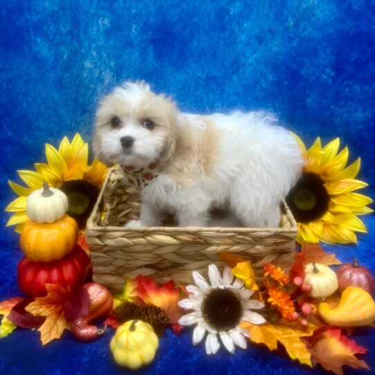 Cavachon-DOG-Female-Blenheim-6535-Petland Pensacola, Florida