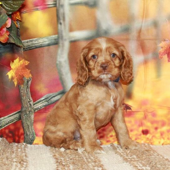 Cocker Spaniel DOG Male Red 6563 Petland Pensacola, Florida