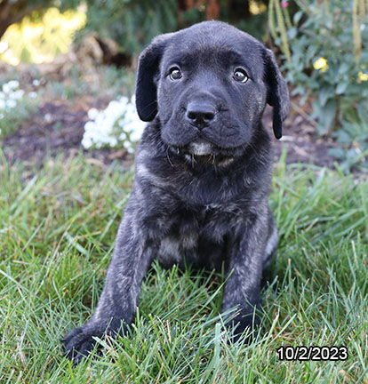 English Mastiff-DOG-Female-Brindle-6565-Petland Pensacola, Florida