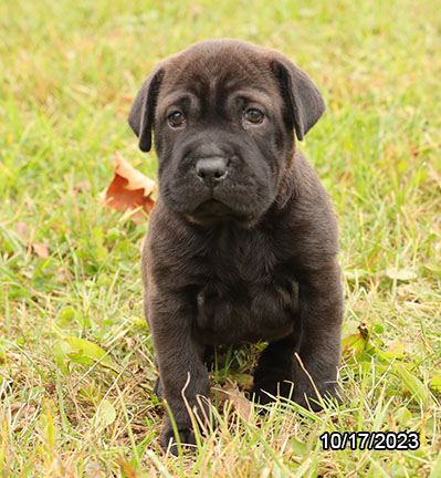 Mini Hippo-DOG-Female-Black Sable-6566-Petland Pensacola, Florida