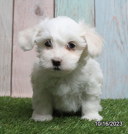 Coton De Tulear-DOG-Female-White-6567-Petland Pensacola, Florida