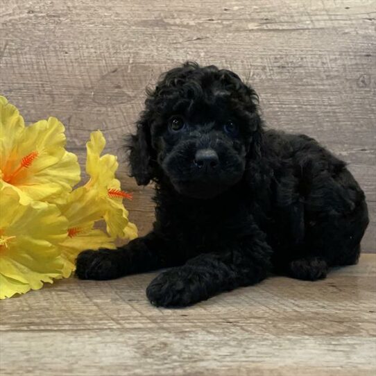 Poodle-DOG-Female-Black-6582-Petland Pensacola, Florida