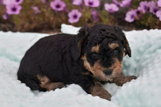 Miniature Bernedoodle 2nd Gen-DOG-Male-Black Rust / White-6583-Petland Pensacola, Florida