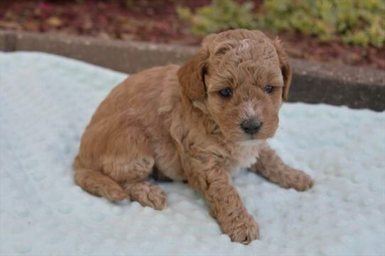 Goldendoodle Mini 2nd Gen DOG Male Apricot 6585 Petland Pensacola, Florida