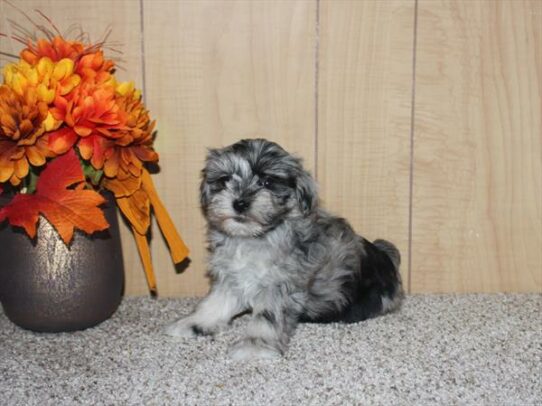 Mini Schnauzer-DOG-Female-Blue Merle-6586-Petland Pensacola, Florida