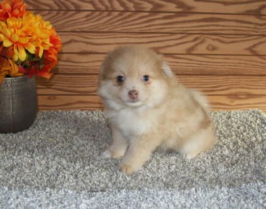 Pomeranian DOG Female Tan 6587 Petland Pensacola, Florida