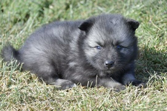 Keeshond-DOG-Female-Black / Silver-6588-Petland Pensacola, Florida