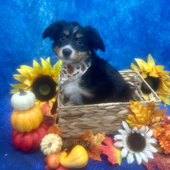 Miniature Australian Shepherd DOG Male Black 6584 Petland Pensacola, Florida