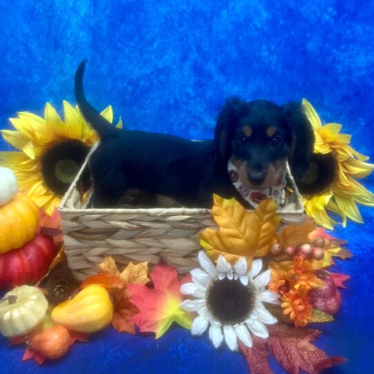 Dachshund DOG Male Black/Tan 6572 Petland Pensacola, Florida