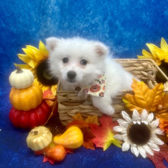 American Eskimo Dog DOG Female White 6570 Petland Pensacola, Florida