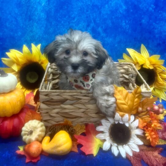 Havanese DOG Male Sable 6569 Petland Pensacola, Florida