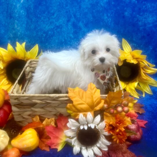 Maltese DOG Female White 6568 Petland Pensacola, Florida