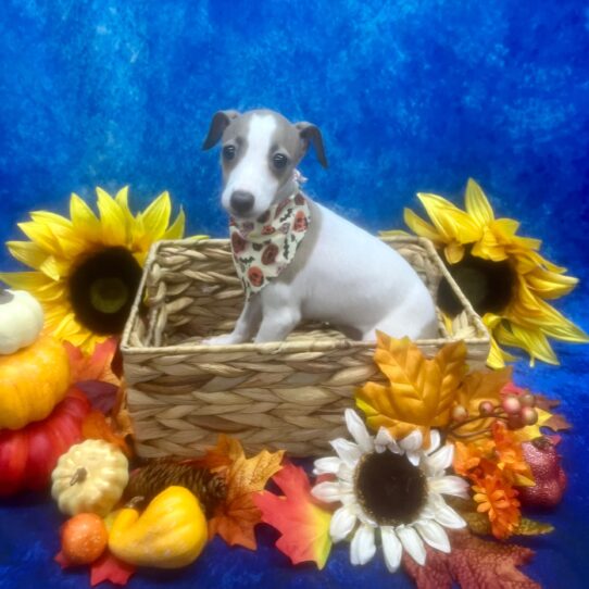 Italian Greyhound-DOG-Female-White / Blue Fawn-6564-Petland Pensacola, Florida