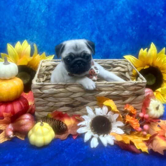 Pug DOG Male Fawn 6552 Petland Pensacola, Florida