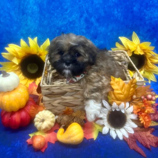 Lhasa Apso DOG Male Golden 6571 Petland Pensacola, Florida