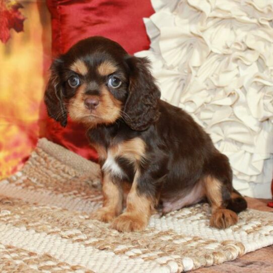 Cavalier King Charles Spaniel-DOG-Male-Chocolate / Tan-6596-Petland Pensacola, Florida