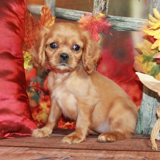 Cavalier King Charles Spaniel-DOG-Female-Ruby-6597-Petland Pensacola, Florida