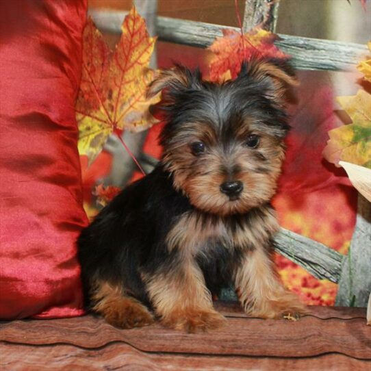 Yorkshire Terrier-DOG-Female-Black / Tan-6598-Petland Pensacola, Florida