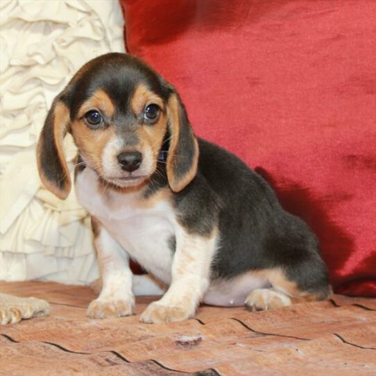 Beagle DOG Female Black Tan / White 6599 Petland Pensacola, Florida