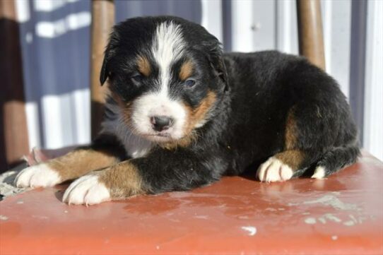 Bernese Mountain Dog DOG Male Black 6605 Petland Pensacola, Florida