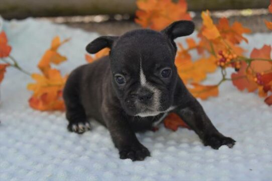 French Bulldog DOG Female Brindle 6606 Petland Pensacola, Florida