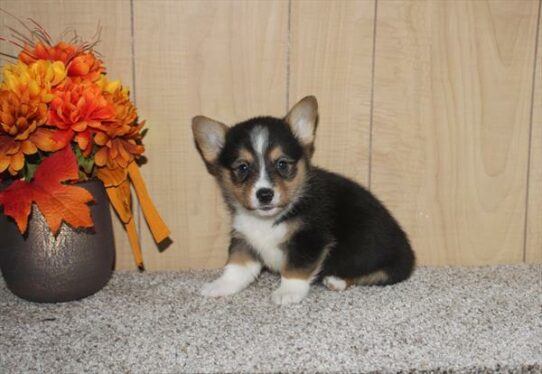 Pembroke Welsh Corgi DOG Male Tri-Colored 6609 Petland Pensacola, Florida