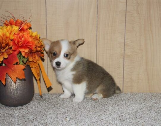 Pembroke Welsh Corgi-DOG-Female-Sable / White-6610-Petland Pensacola, Florida