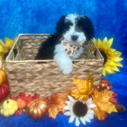 Aussiedoodle DOG Female Black / White 6602 Petland Pensacola, Florida