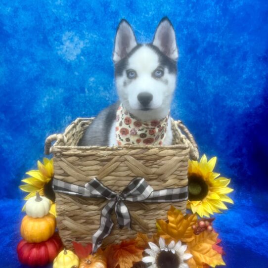 Siberian Husky DOG Female Black / White 6600 Petland Pensacola, Florida