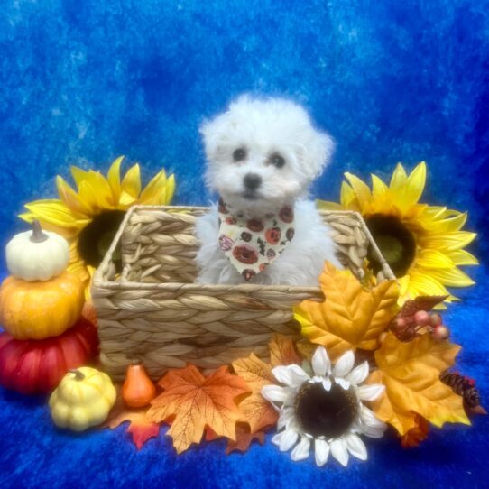 Bichon Frise-DOG-Female-White-6601-Petland Pensacola, Florida