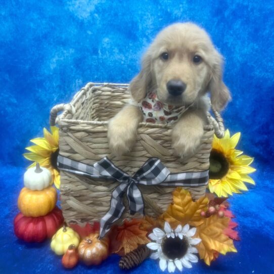 Golden Retriever DOG Male Golden 6603 Petland Pensacola, Florida