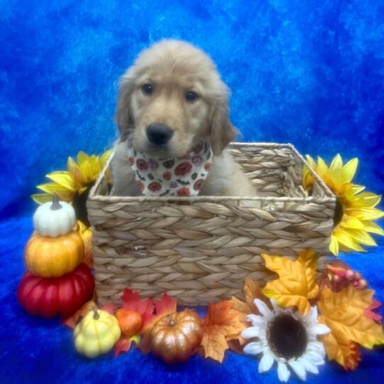 Golden Retriever DOG Female Golden 6604 Petland Pensacola, Florida