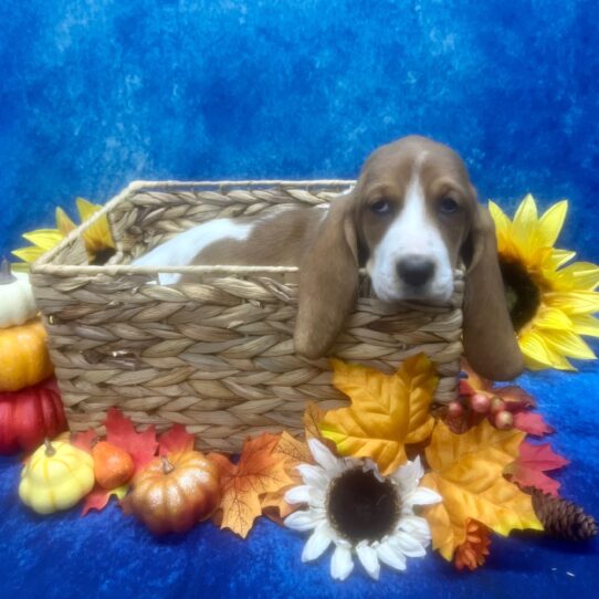 Basset Hound DOG Female Red / White 6607 Petland Pensacola, Florida