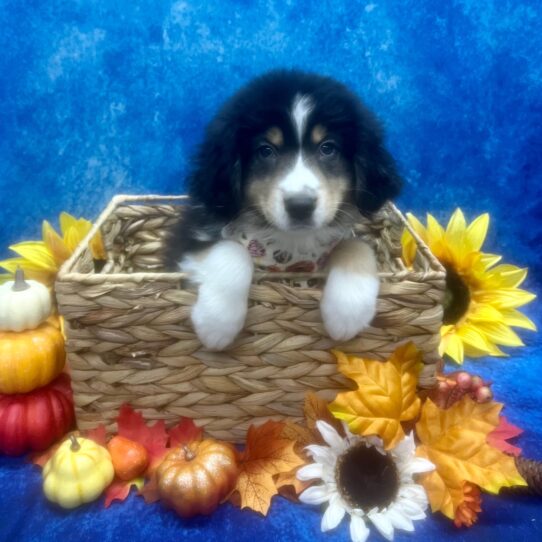 Miniature Australian Shepherd DOG Male Tri 6611 Petland Pensacola, Florida