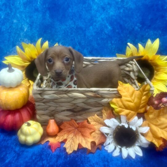 Dachshund DOG Female Red 6613 Petland Pensacola, Florida