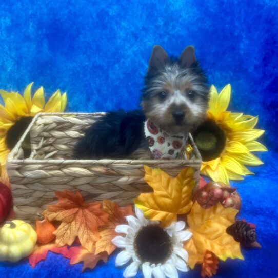 Silky Terrier DOG Female Black/Tan 6614 Petland Pensacola, Florida